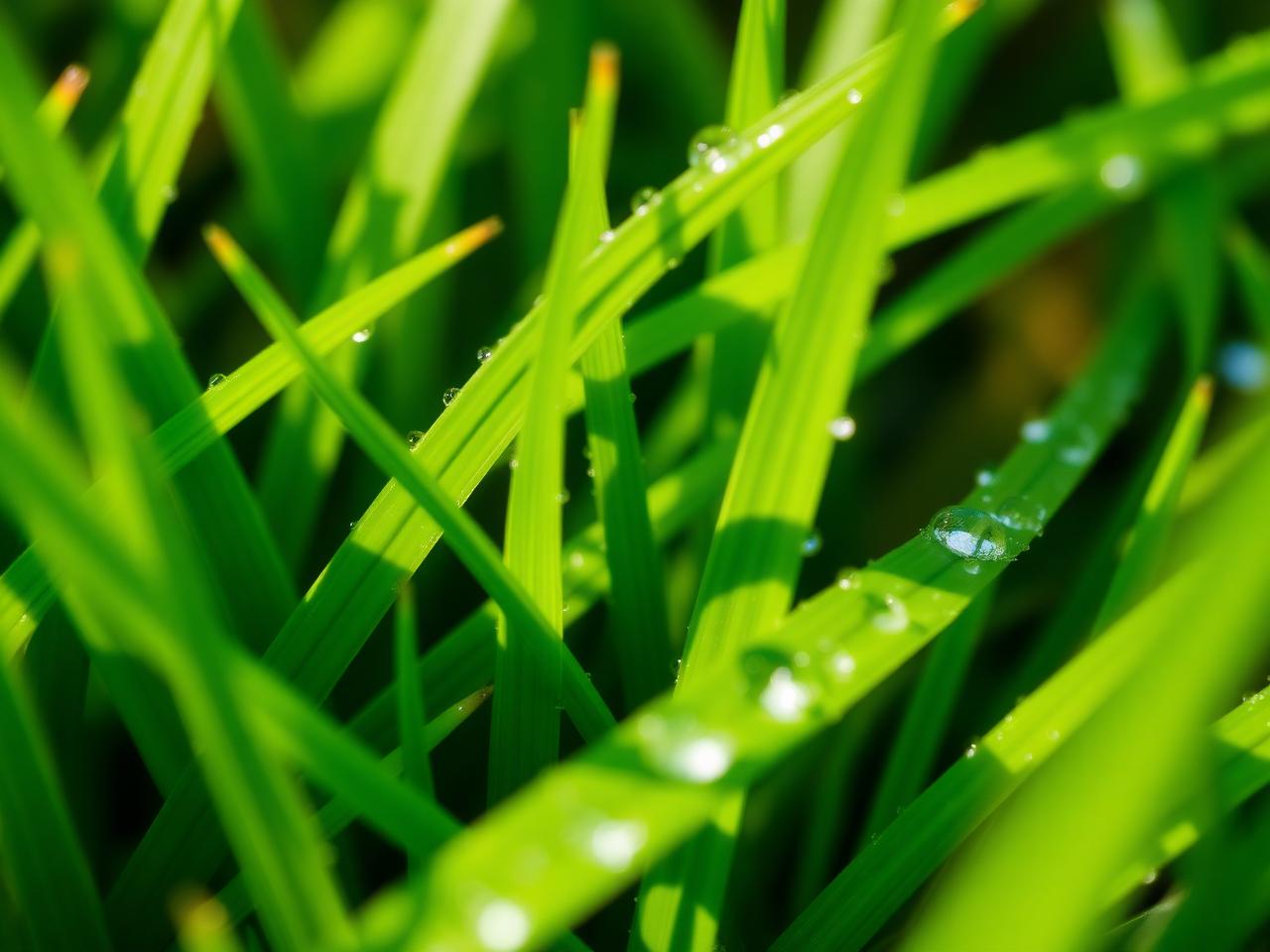 Fresh green grass